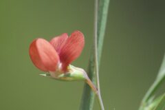 Lathyrus sphaericus_Margarida Vila CC BY-NC