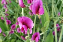 Lathyrus tingitanus_Anna Manich