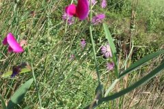 Lathyrus tingitanus_Joanjo Garcia CC BY-NC