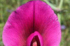 Lathyrus tingitanus_Joanjo Garcia CC BY-NC