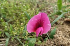 Lathyrus tingitanus_Katarzyna Zarnowiec CC BY-SA