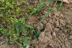 Lathyrus tingitanus_Katarzyna Zarnowiec CC BY-SA