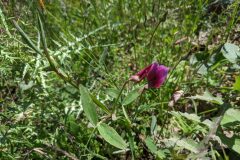 Lathyrus tingitanus_Katarzyna Zarnowiec CC BY-SA