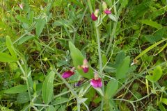Lathyrus tingitanus_Merce Vallicrosa CC BY-NC
