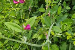 Lathyrus tingitanus_Merce Vallicrosa CC BY-NC