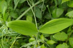 Lathyrus tingitanus_Merce Vallicrosa CC BY-NC