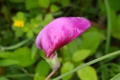 Lathyrus tingitanus_Merce Vallicrosa CC BY-NC