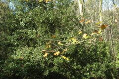 Laurus nobilis_Gabriel Huguet