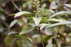 Laurus nobilis_Gabriel Huguet