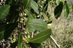 Laurus nobilis_Jaume Marti CC BY-NC