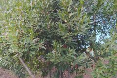 Laurus nobilis_Merce Vallicrosa CC BY-NC