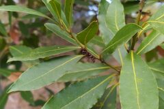 Laurus nobilis_Merce Vallicrosa CC BY-NC