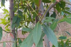 Laurus nobilis_Merce Vallicrosa CC BY-NC