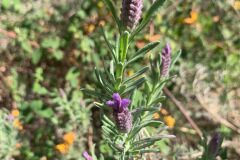 Lavandula stoechas stoechas_Andres Tello