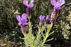 Lavandula stoechas stoechas_Andres Tello