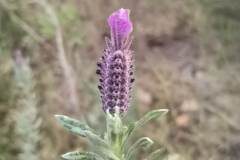 Lavandula stoechas stoechas_Angels Delgado