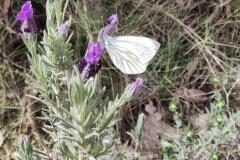 Lavandula stoechas stoechas_Charo Cobo