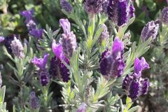 Lavandula stoechas stoechas_Isabel Gallen CC BY-NC