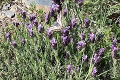 Lavandula stoechas stoechas_Isabel Gallen CC BY-NC