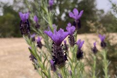 Lavandula stoechas stoechas_Ivet Costa