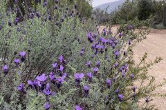 Lavandula stoechas stoechas_Ivet Costa