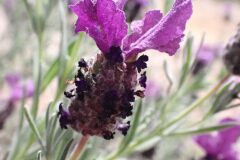 Lavandula stoechas stoechas_Joanjo Garcia CC BY-NC