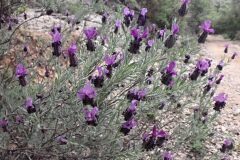 Lavandula stoechas stoechas_Joanjo Garcia CC BY-NC