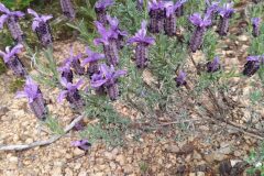 Lavandula stoechas stoechas_Merce Vallicrosa CC BY-NC