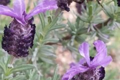 Lavandula stoechas stoechas_Merce Vallicrosa CC BY-NC