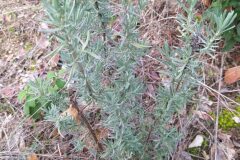 Lavandula stoechas stoechas_Merce Vallicrosa CC BY-NC