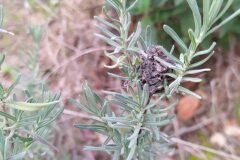 Lavandula stoechas stoechas_Merce Vallicrosa CC BY-NC