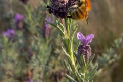 Lavandula stoechas stoechas_Neus Julia 