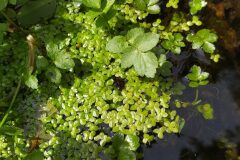 Lemna minor_Merce Vallicrosa CC BY-NC