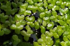 Lemna minor_Merce Vallicrosa CC BY-NC