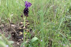 Leopoldia comosa_Begona Travy CC BY-NC