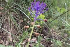 Leopoldia comosa_Begona Travy CC BY-NC
