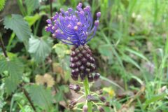 Leopoldia comosa_Jordi Puyuelo