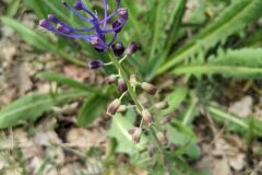 Leopoldia comosa_Katarzyna Zarnowiec CC BY-SA