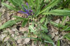 Leopoldia comosa_Katarzyna Zarnowiec CC BY-SA