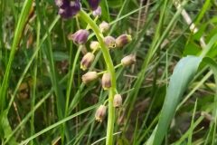 Leopoldia comosa_Merce Vallicrosa CC BY-NC