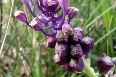 Leopoldia comosa_Merce Vallicrosa CC BY-NC