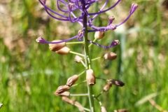 Leopoldia comosa_Merce Vallicrosa CC BY-NC