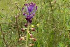 Leopoldia comosa_Neus Julia CC BY-SA