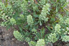 Lepidium campestre_Merce Vallicrosa CC BY-NC