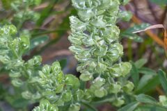 Lepidium campestre_Merce Vallicrosa CC BY-NC