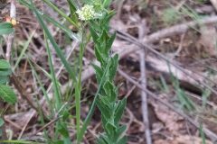 Lepidium campestre_Merce Vallicrosa CC BY-NC