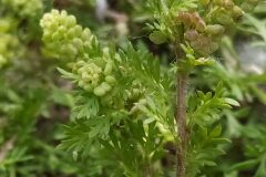 Lepidium didymum_Merce Vallicrosa CC BY-NC