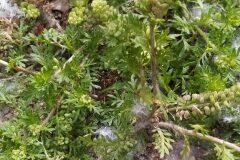 Lepidium didymum_Merce Vallicrosa CC BY-NC