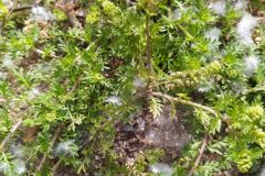 Lepidium didymum_Merce Vallicrosa CC BY-NC