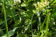 Lepidium draba draba_Merce Vallicrosa CC BY-NC